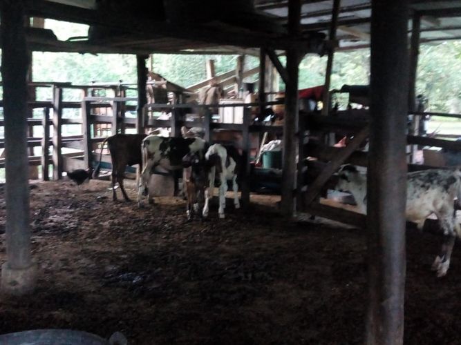 Finca en  Venta en Villavicencio - Miniatura 3