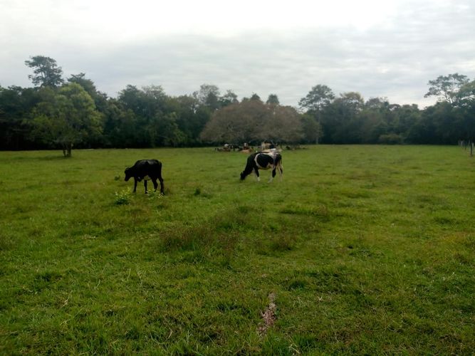 Finca en  Venta en Villavicencio - Miniatura 5