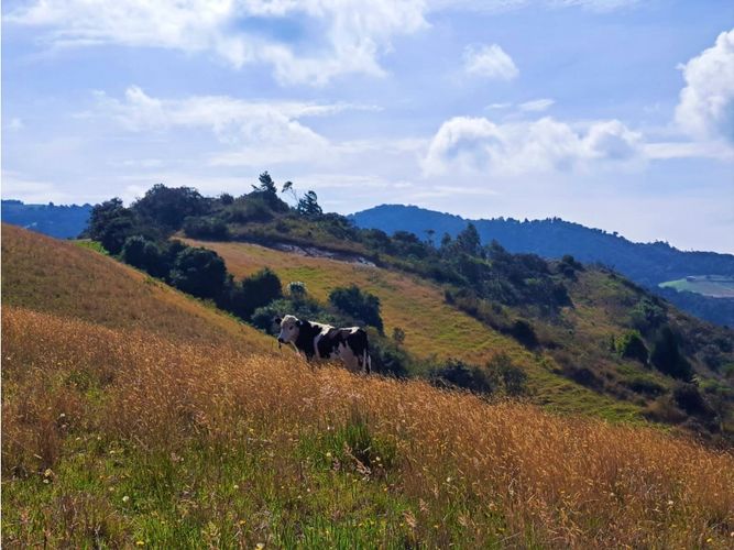 Finca en  Venta en Carmen de carupa - Miniatura 19