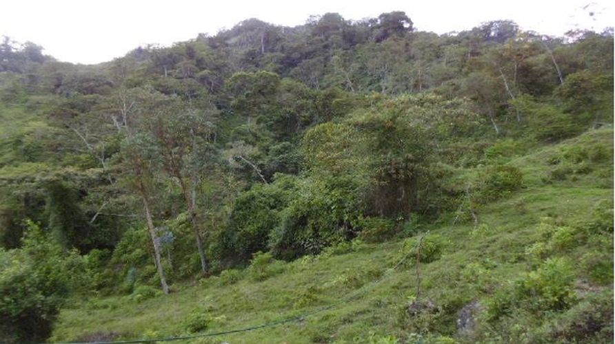 Finca en  Venta en Panama, Silvania - Miniatura 6