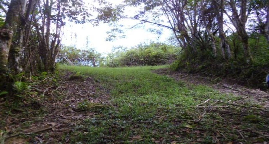 Finca en  Venta en Panama, Silvania - Miniatura 8