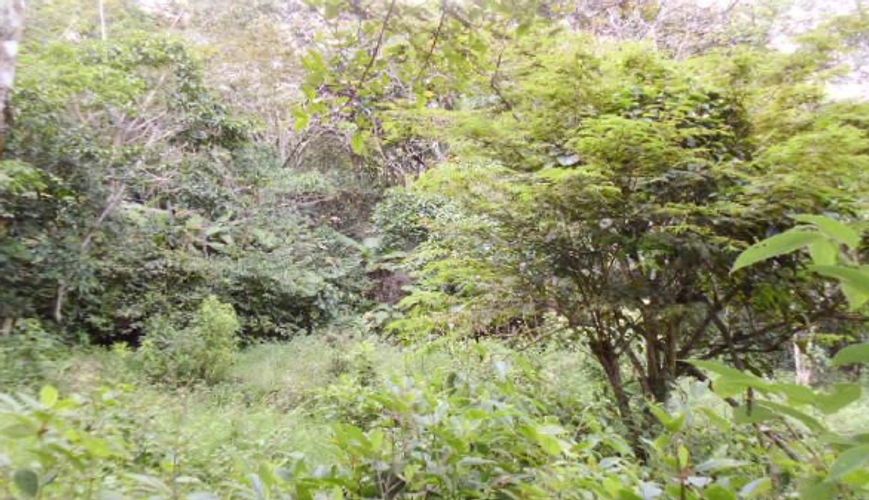 Finca en  Venta en Panama, Silvania - Miniatura 9