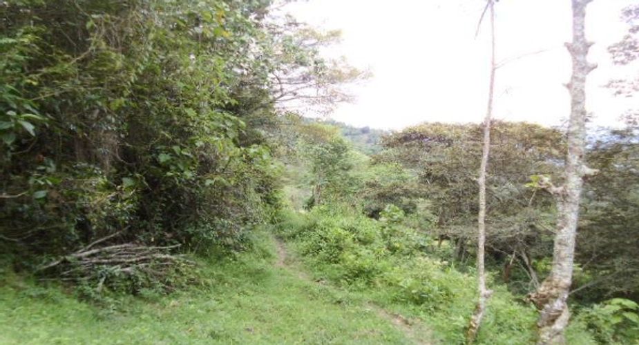 Finca en  Venta en Panama, Silvania - Miniatura 10