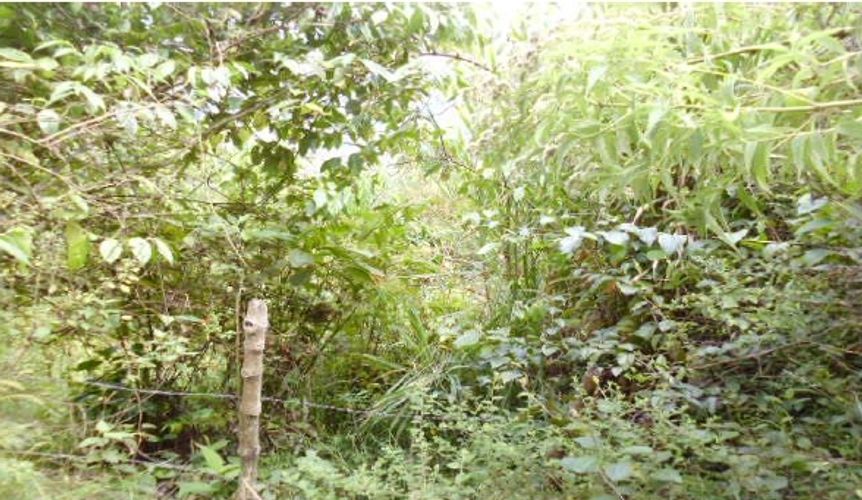 Finca en  Venta en Panama, Silvania - Miniatura 11