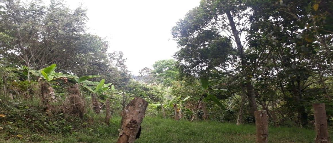 Finca en  Venta en Panama, Silvania - Miniatura 12