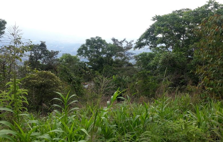 Finca en  Venta en Panama, Silvania - Miniatura 16