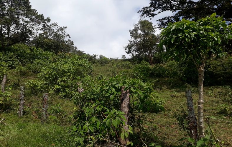 Finca en  Venta en Panama, Silvania - Miniatura 17