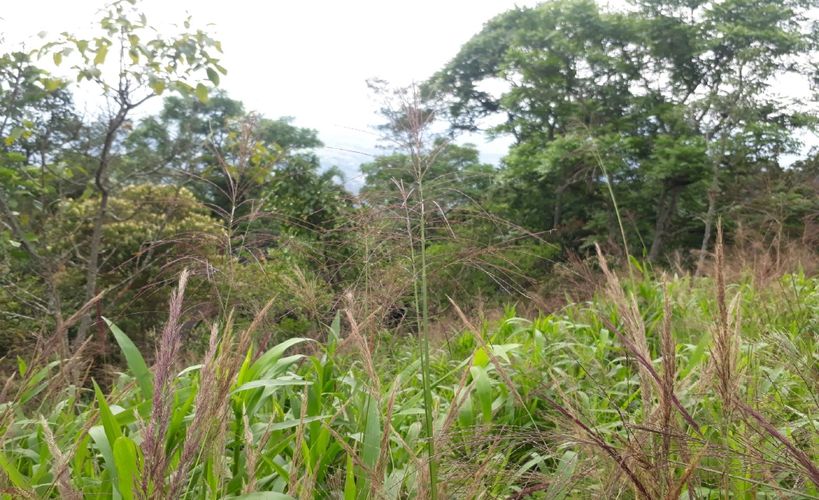 Finca en  Venta en Panama, Silvania - Miniatura 18