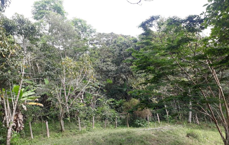 Finca en  Venta en Panama, Silvania - Miniatura 19