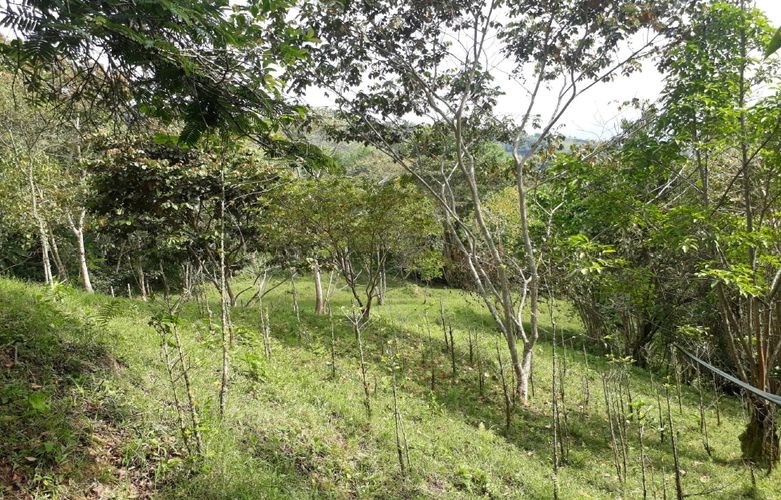 Finca en  Venta en Panama, Silvania - Miniatura 20