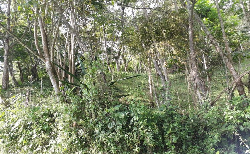 Finca en  Venta en Panama, Silvania - Miniatura 21