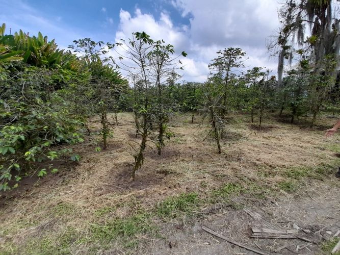Finca en  Venta en La bella, Pereira - Miniatura 4