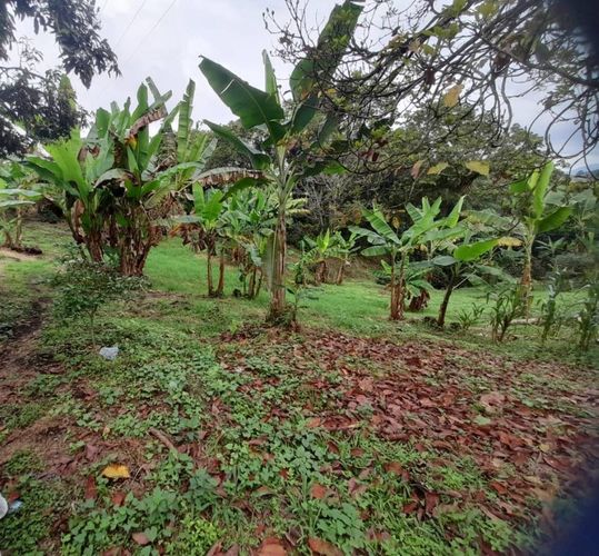 Finca en  Venta en La bella, Pereira - Miniatura 5