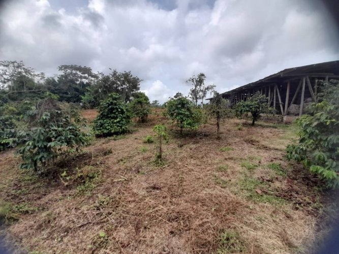 Finca en  Venta en La bella, Pereira - Miniatura 13