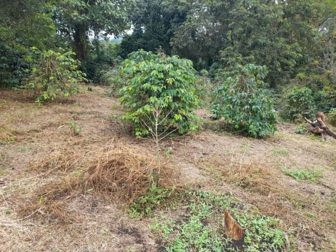 Finca en  Venta en La bella, Pereira - Miniatura 15