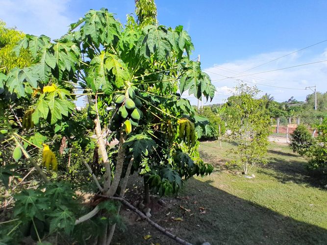Finca en  Venta en Montería - Miniatura 4