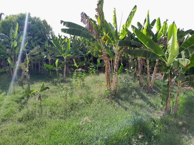 Finca en  Venta en Montería - Miniatura 17