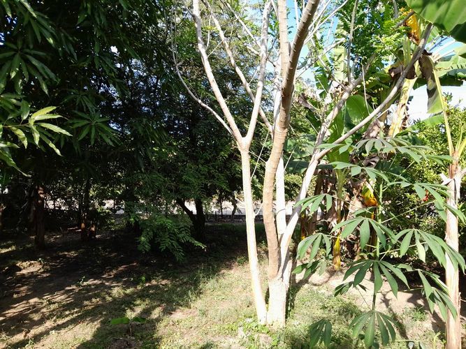 Finca en  Venta en Montería - Miniatura 20
