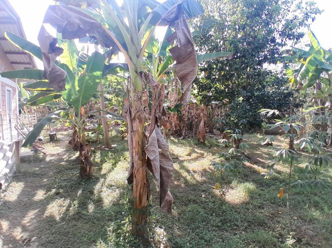 Finca en  Venta en Montería - Miniatura 22