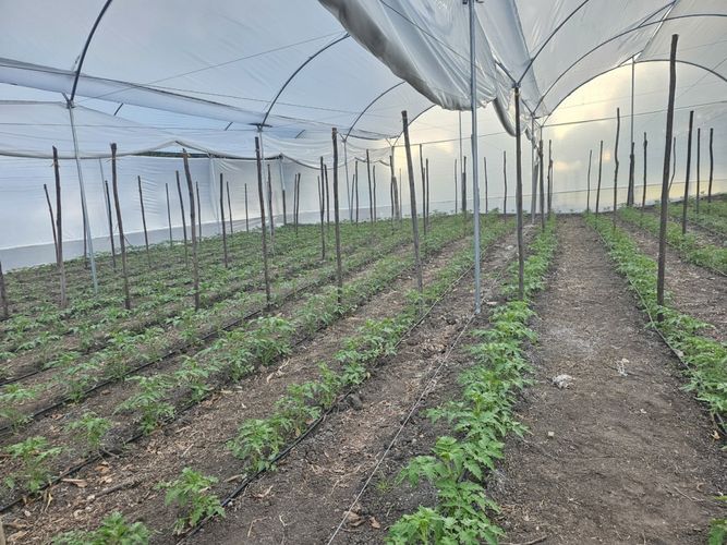 Finca en  Venta en Tierra morada, Facatativa - Miniatura 15