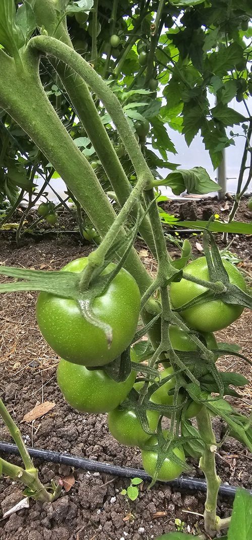 Finca en  Venta en Tierra morada, Facatativa - Miniatura 16
