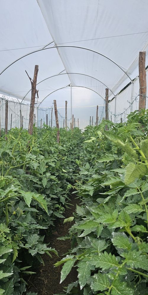 Finca en  Venta en Tierra morada, Facatativa - Miniatura 17