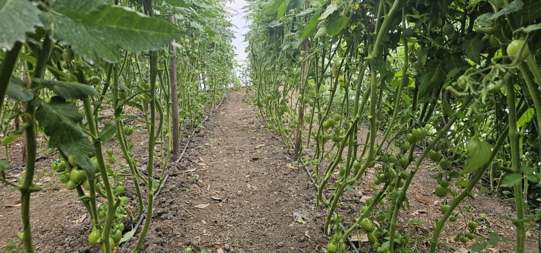 Finca en  Venta en Tierra morada, Facatativa - Miniatura 18