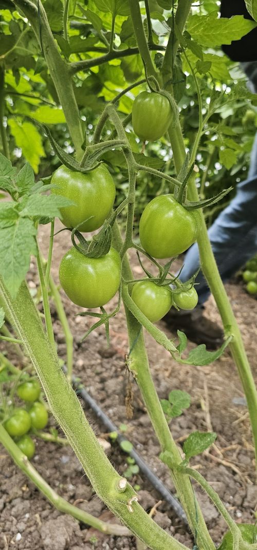 Finca en  Venta en Tierra morada, Facatativa - Miniatura 19