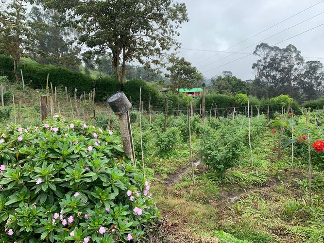 Finca en  Venta en Granada - Miniatura 15