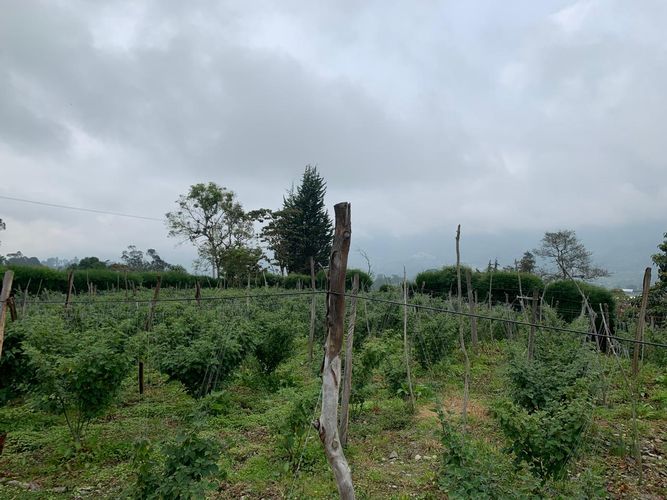 Finca en  Venta en Granada - Miniatura 17
