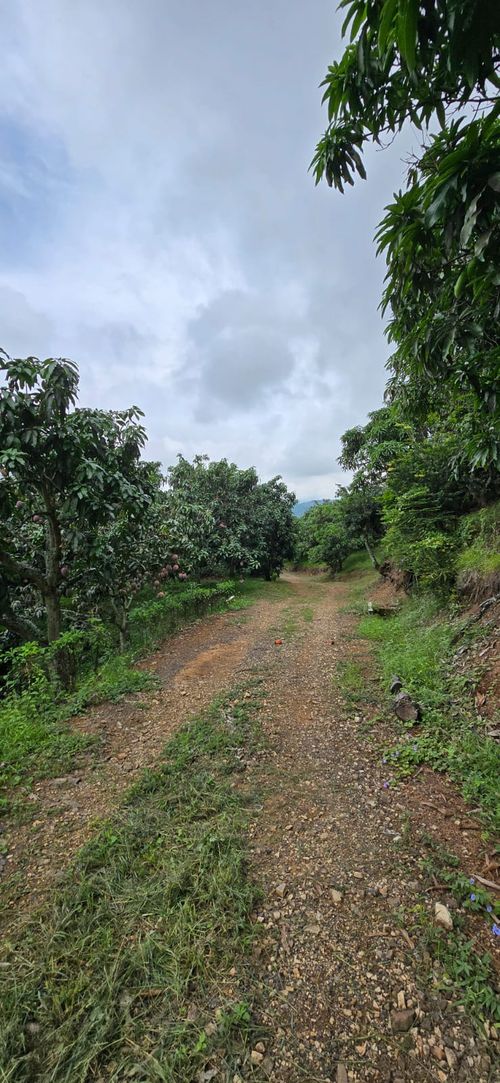 Finca en  Venta en Calucata, La mesa - Miniatura 4