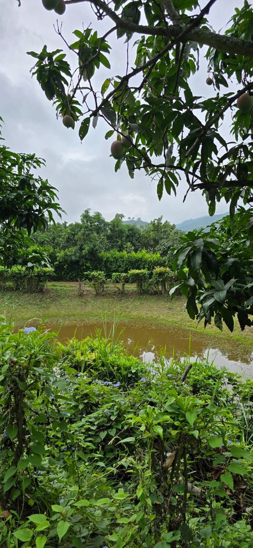 Finca en  Venta en Calucata, La mesa - Miniatura 7