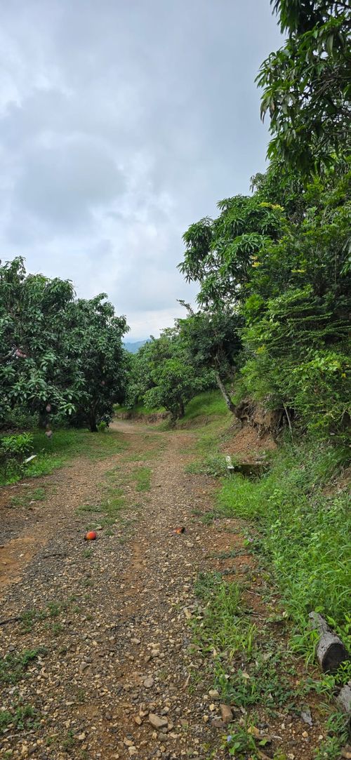 Finca en  Venta en Calucata, La mesa - Miniatura 9