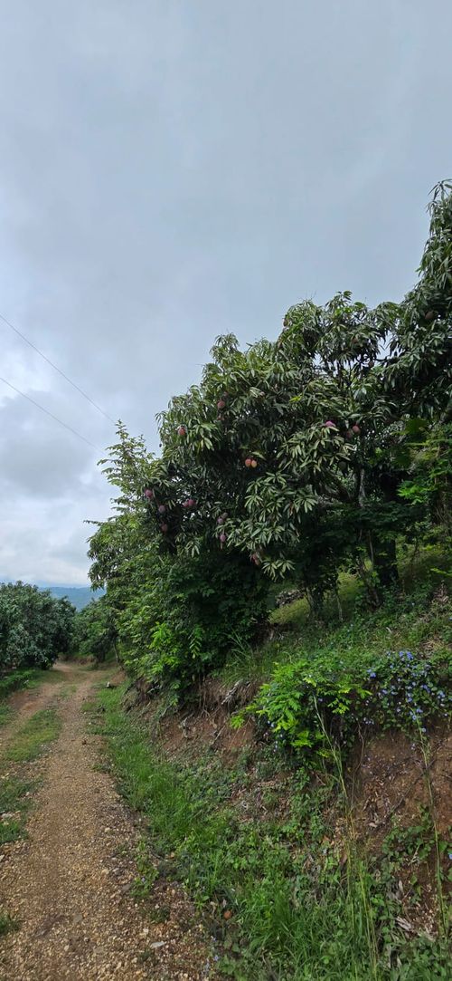 Finca en  Venta en Calucata, La mesa - Miniatura 10