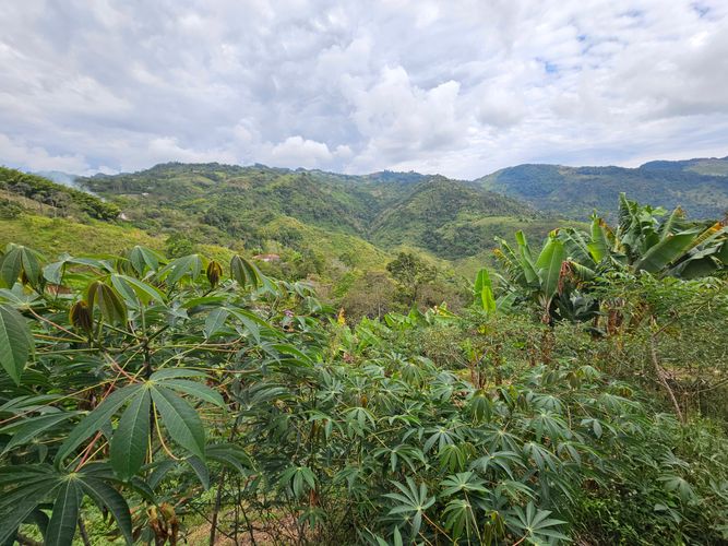 Finca en  Venta en Murrapal, Fredonia - Miniatura 26