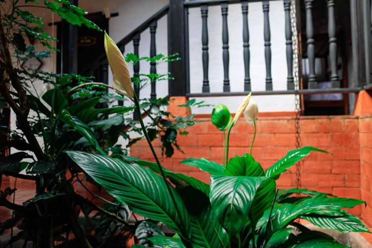 Finca en  Arriendo en La cumbre - Miniatura 12