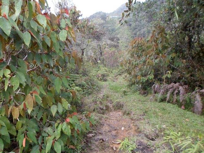Finca en  Venta en El carmen de viboral - Miniatura 2