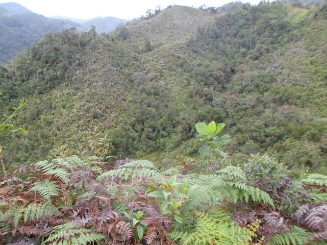 Finca en  Venta en El carmen de viboral - Miniatura 7