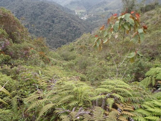 Finca en  Venta en El carmen de viboral - Miniatura 8