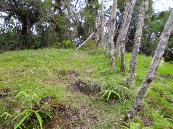 Finca en  Venta en El carmen de viboral - Miniatura 9