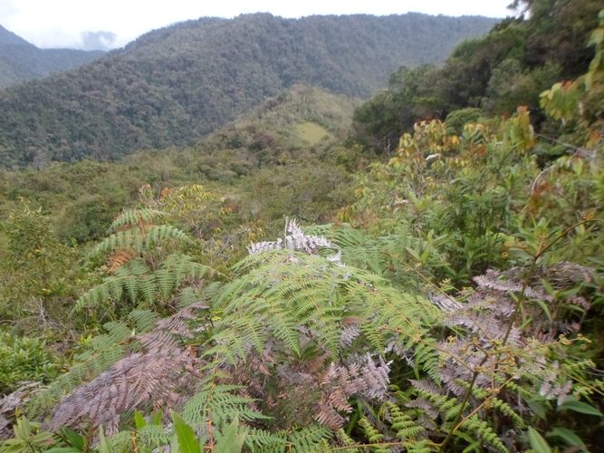 Finca en  Venta en El carmen de viboral - Miniatura 10