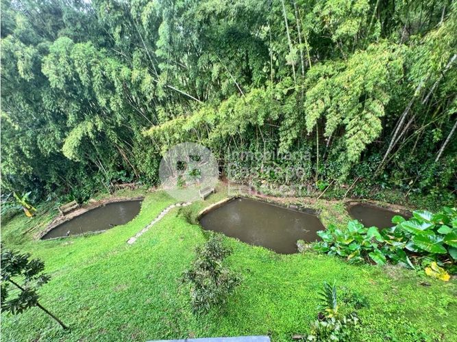 Finca en  Venta en San peregrino, Manizales - Miniatura 12