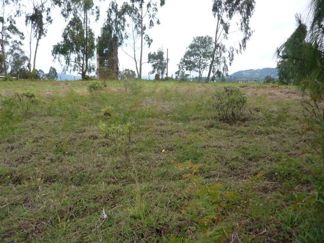 Finca en venta en La china, San pedro - Miniatura 7