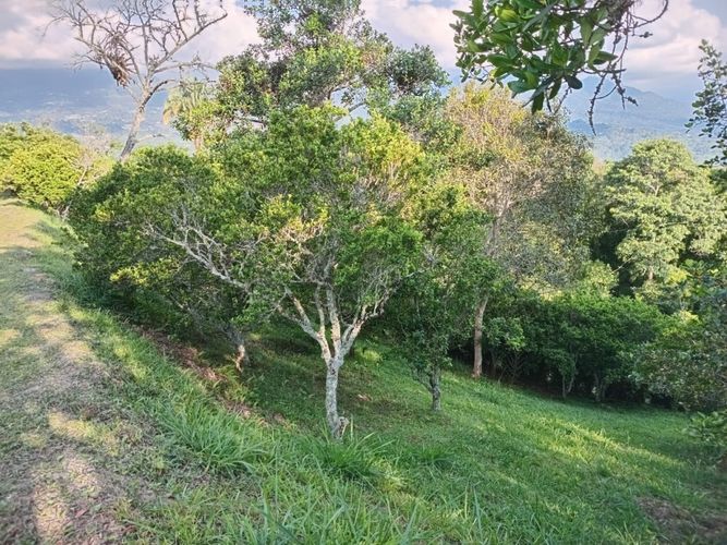 Finca en  Venta en Anolaima - Miniatura 15
