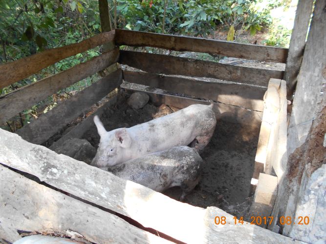 Finca en venta en San jeronimo, Nilo - Miniatura 9