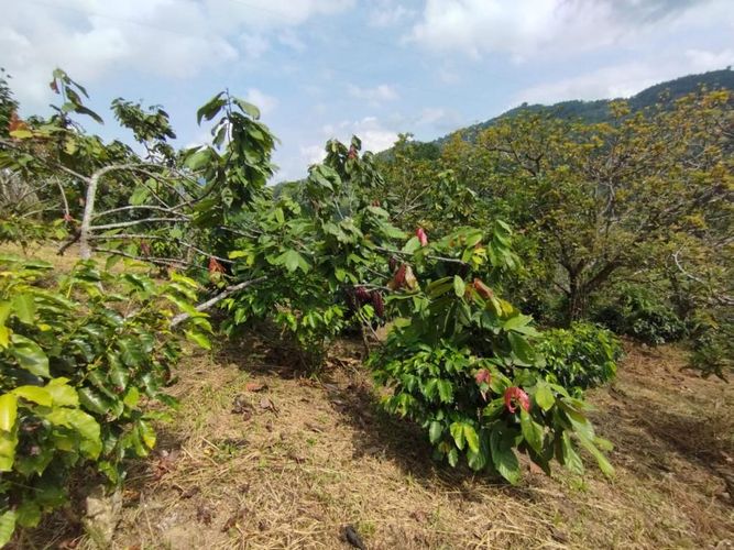 Finca en  Venta en Bogotá - Miniatura 19
