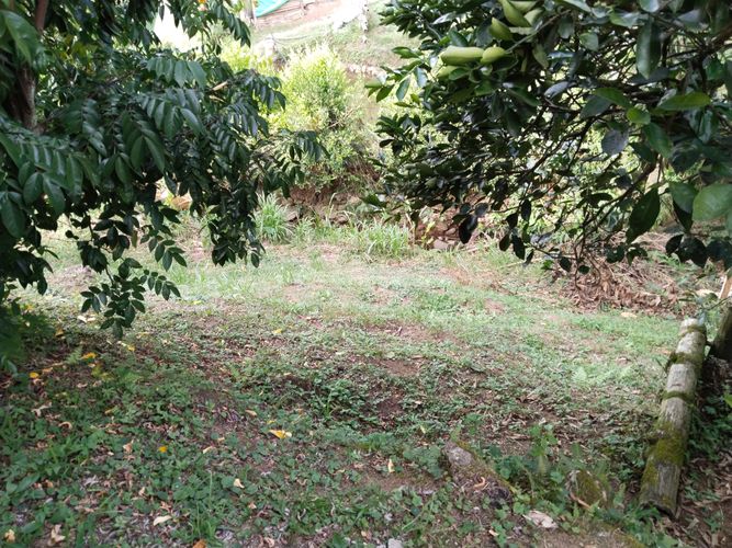 Finca en  Venta en Popalito, Barbosa - Miniatura 3