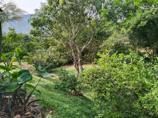 Finca en  Venta en Popalito, Barbosa - Miniatura 4