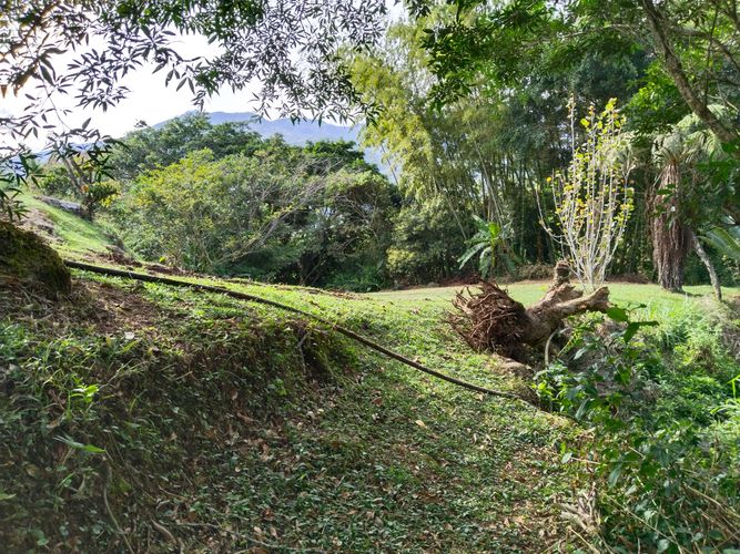 Finca en  Venta en Popalito, Barbosa - Miniatura 8