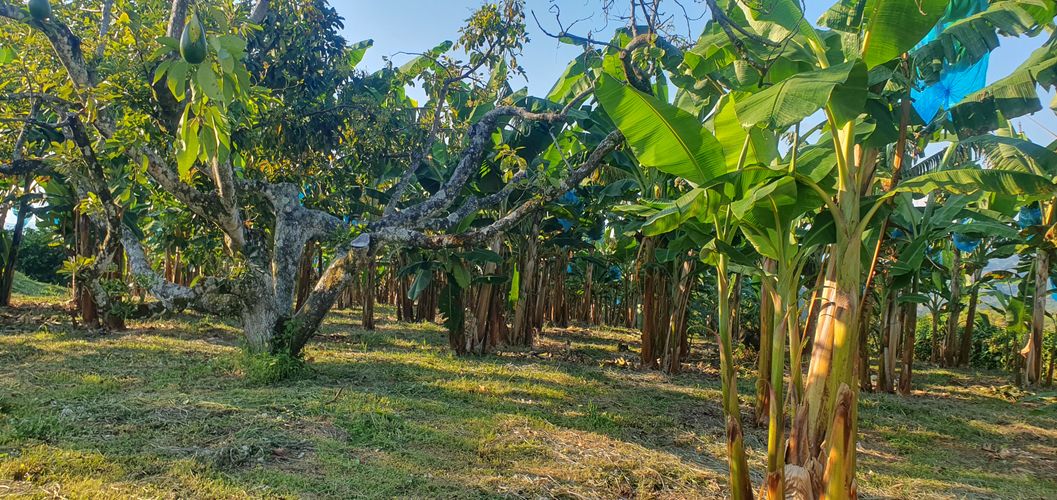 Finca en  Venta en La capilla, Santa rosa de cabal - Miniatura 3